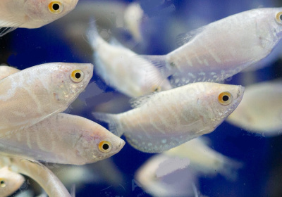 Гурами Лунный свет, S Гурами Лунный свет, S